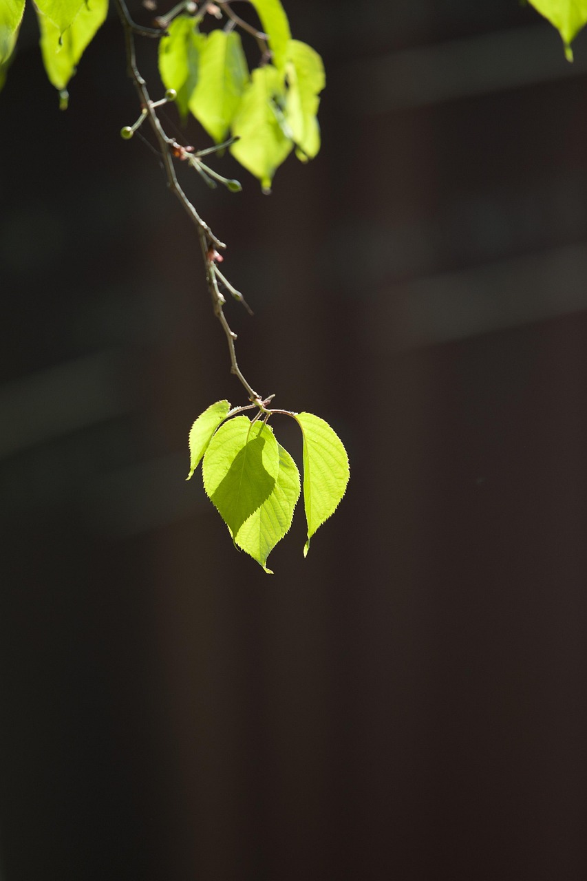 nature, tree, backlight, forest, leaf, spring, wipes, healing, plant, green, abstract, blue, emotion